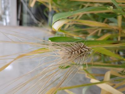 Click for 2 image(s) for this accession. SPIKE